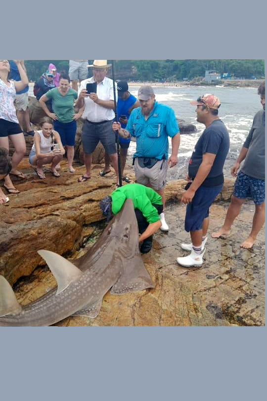 Anglers and onlookers gathered around a large shark landed during a rock and surf shark fishing session on the South Coast KZN, prepared for tag and release
